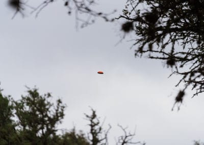 Clay Pigeon flying